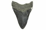 Fossil Megalodon Tooth - South Carolina #365776-1